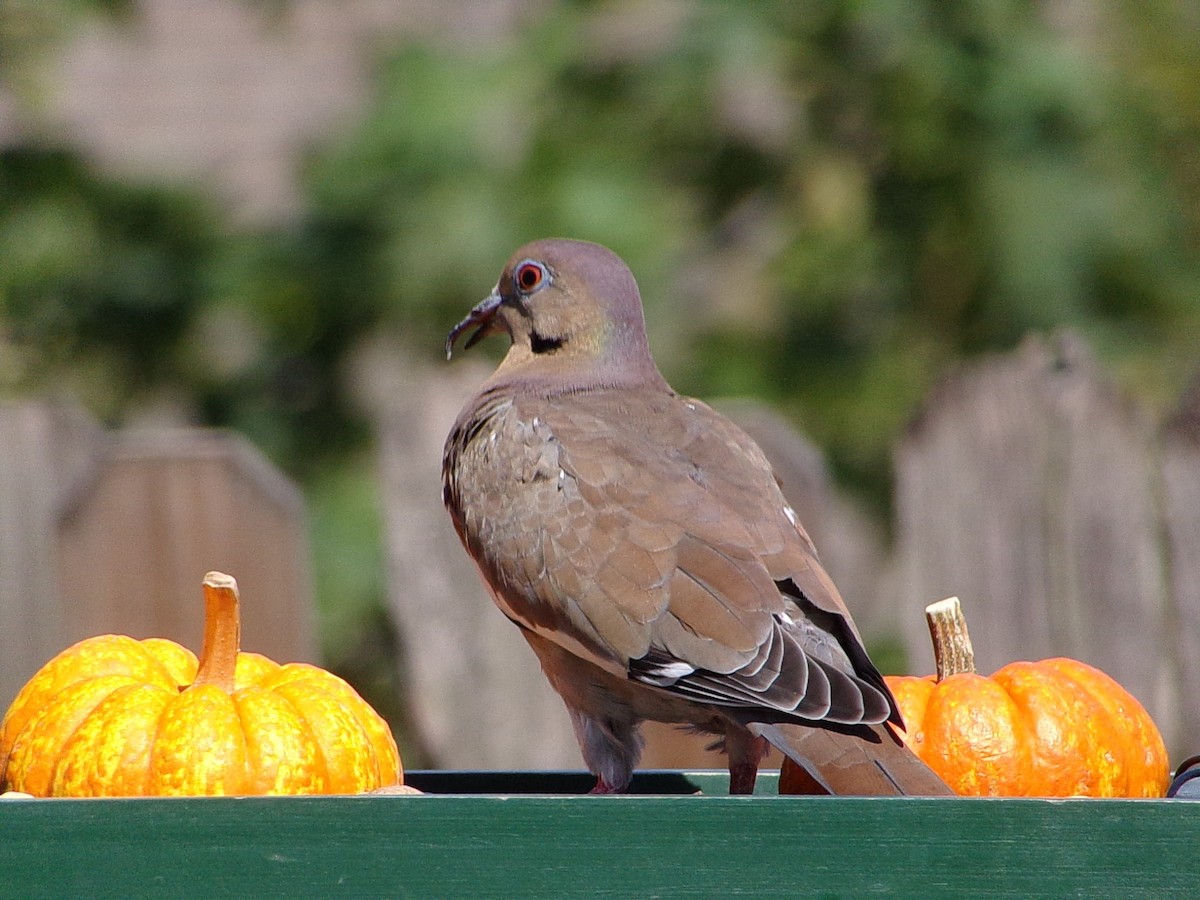 White-winged Dove - ML642712784