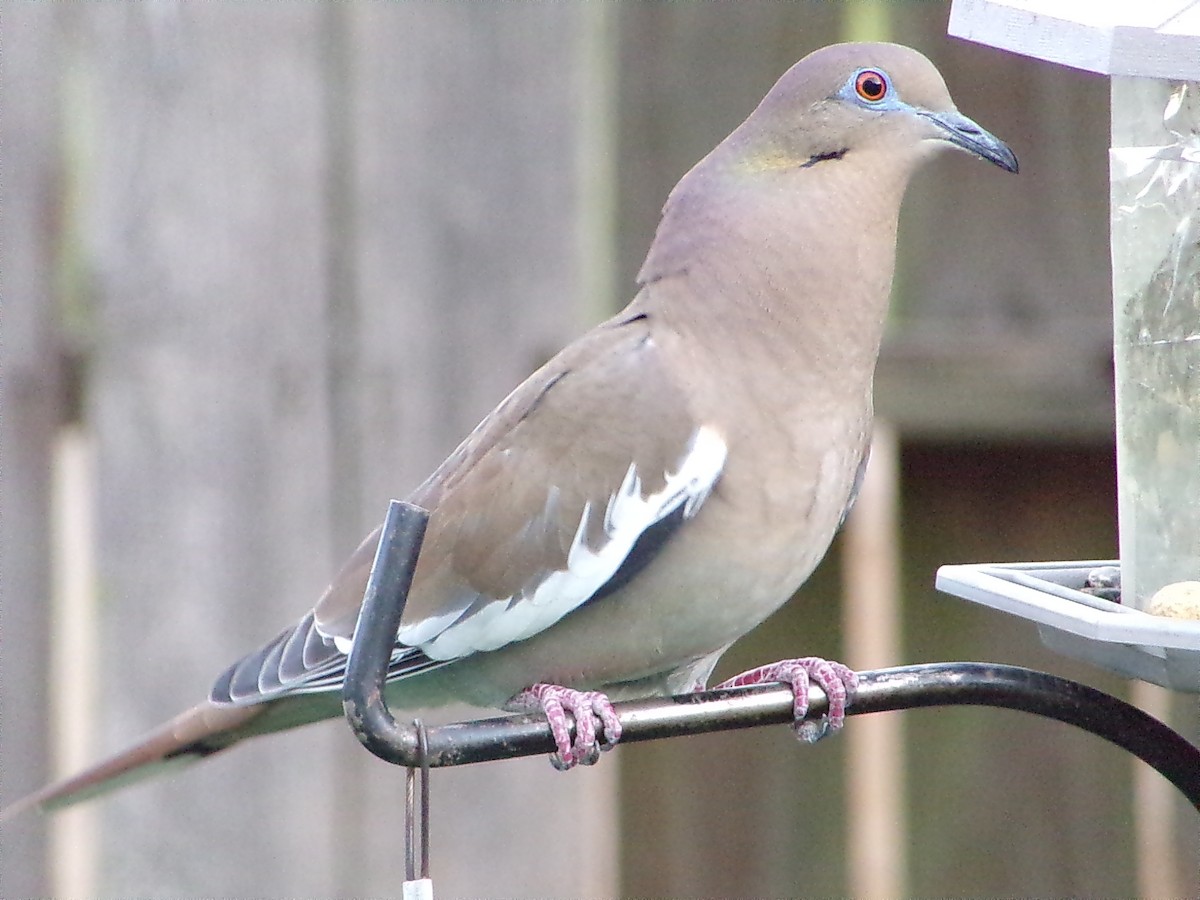 White-winged Dove - ML642712795