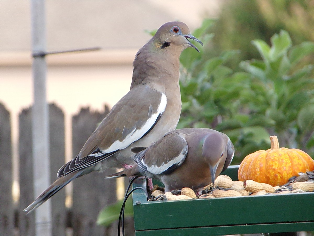 White-winged Dove - ML642712798