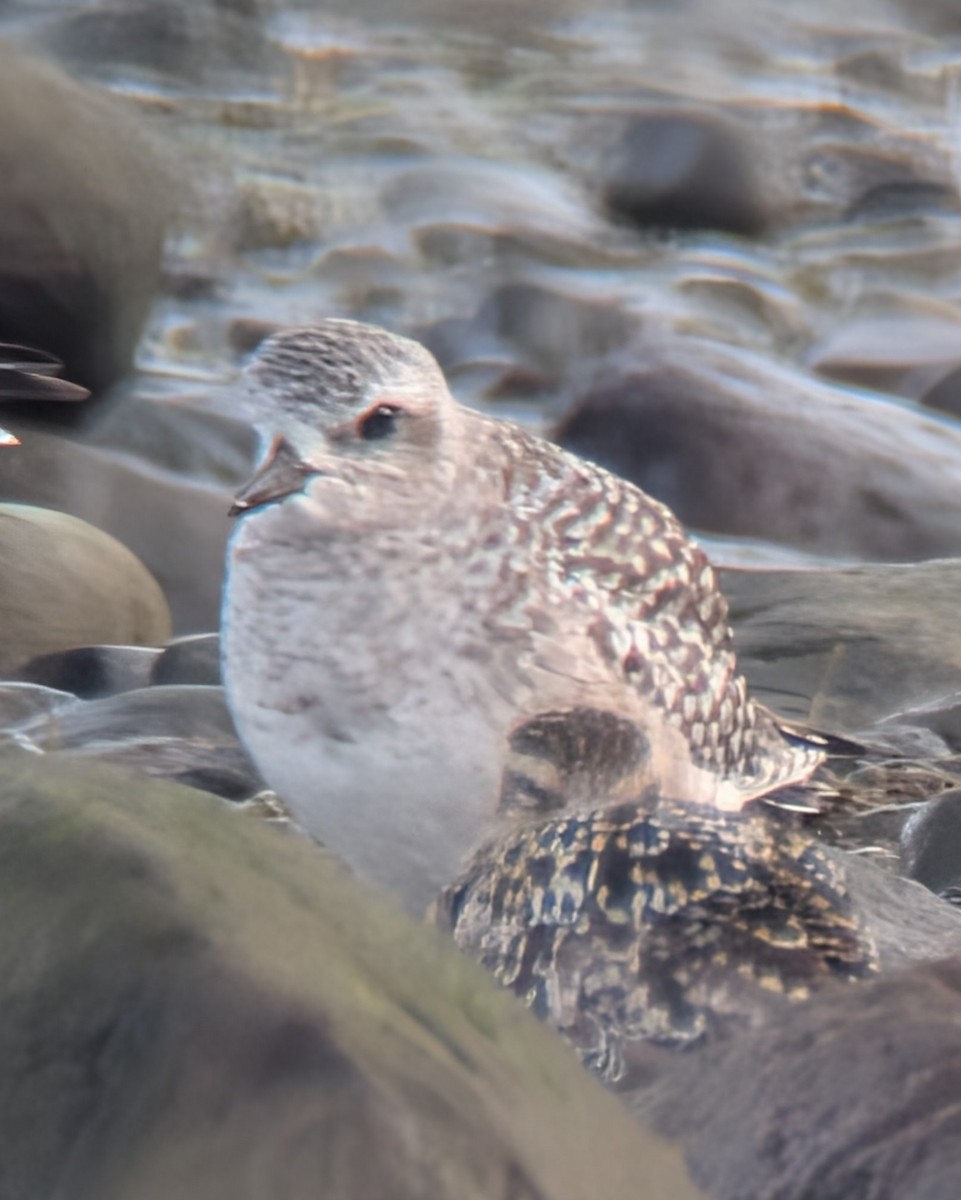 Pacific Golden-Plover - ML642712854