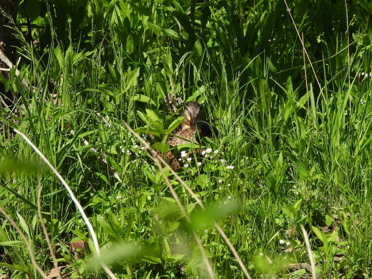 Stockente - ML642712885