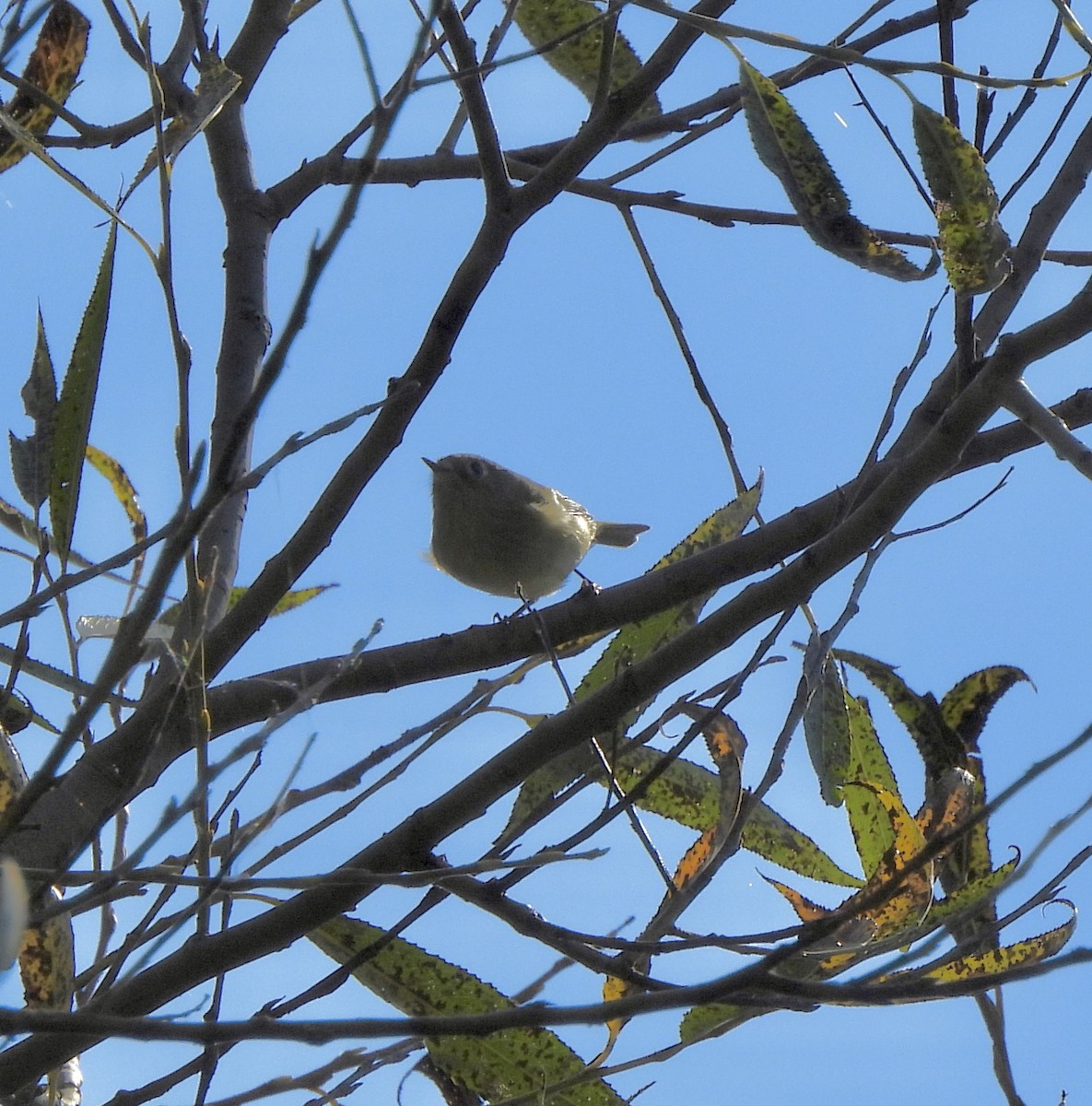 Rubingoldhähnchen - ML642712891