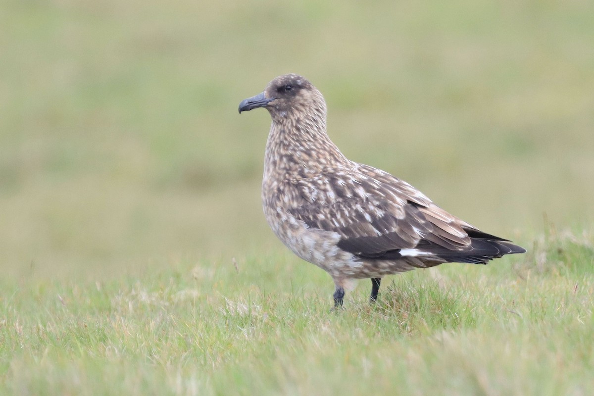 Skua - ML642712894