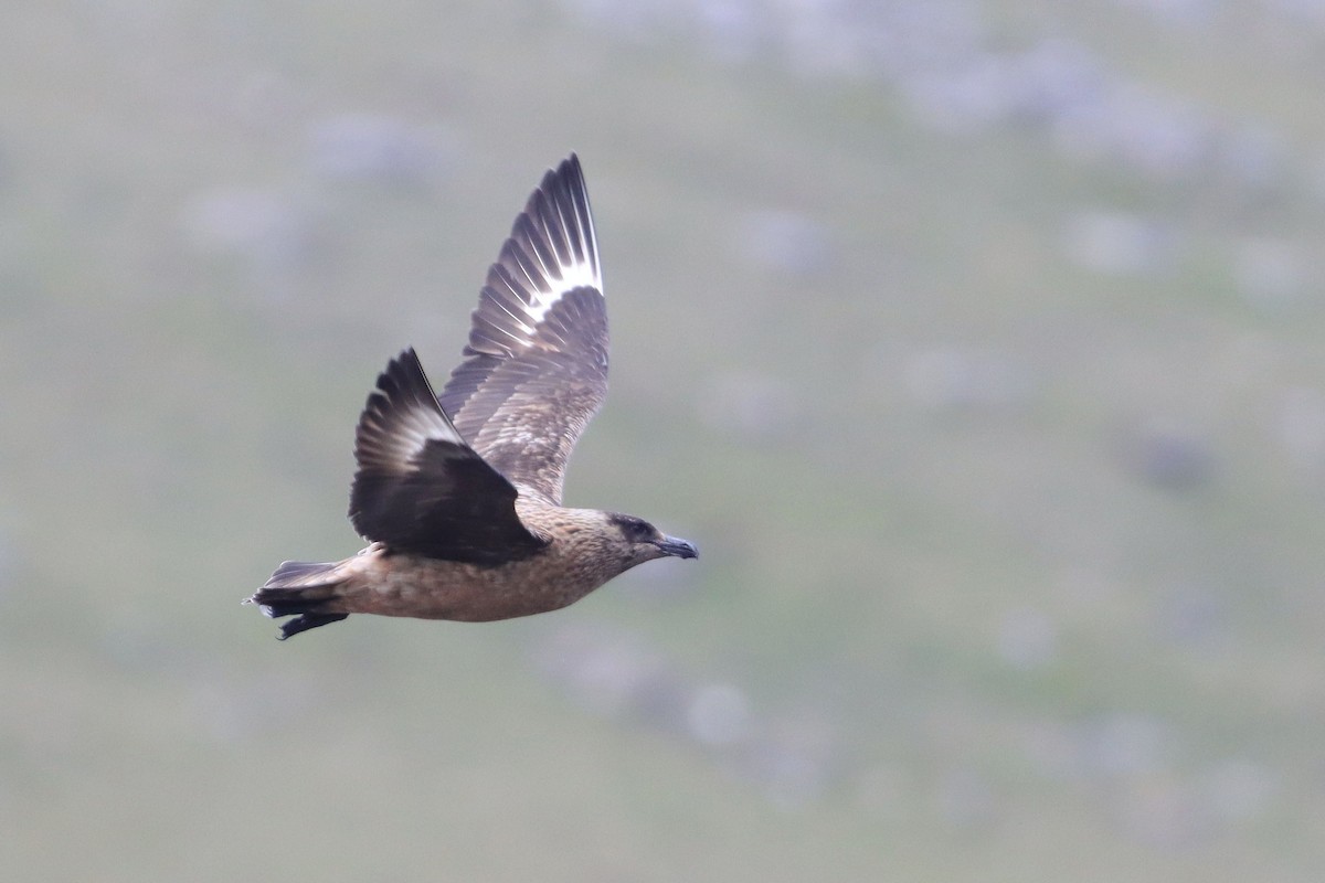 Skua - ML642712895