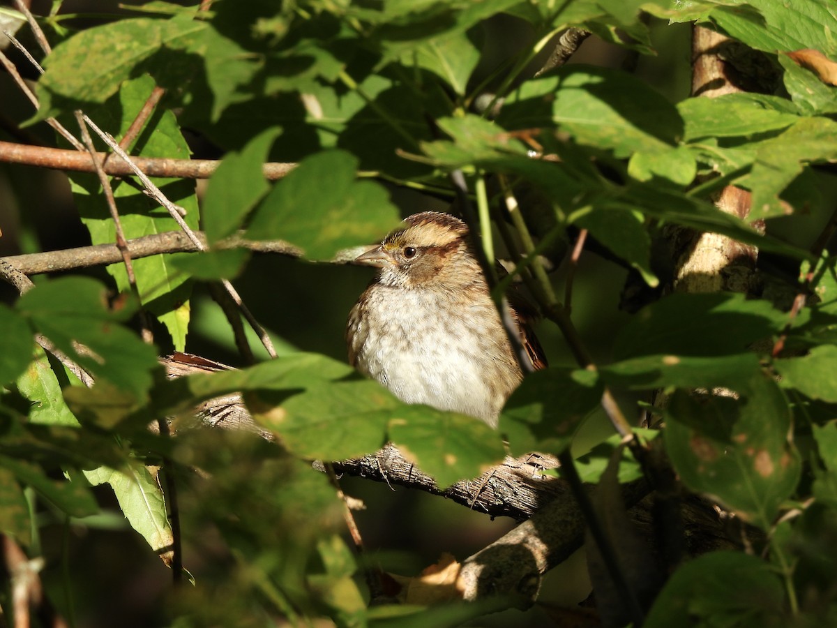 Weißkehlammer - ML642712926