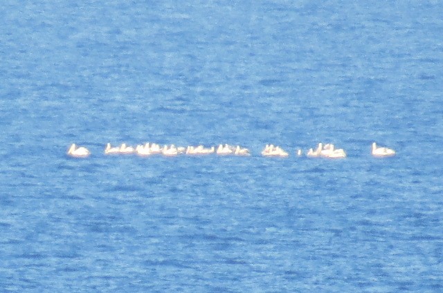 Dalmatian Pelican - ML642712933