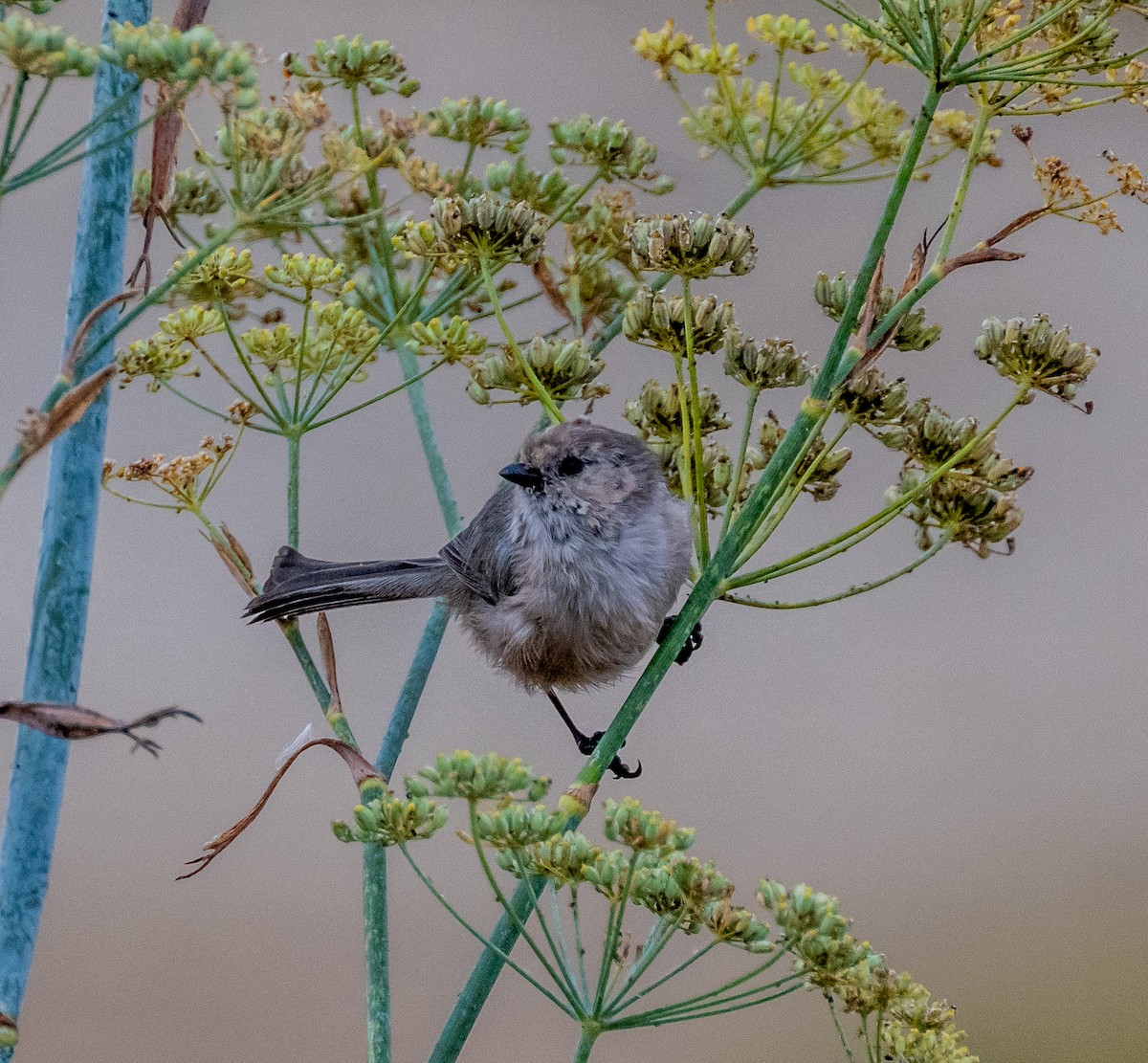 Bushtit - ML642712934