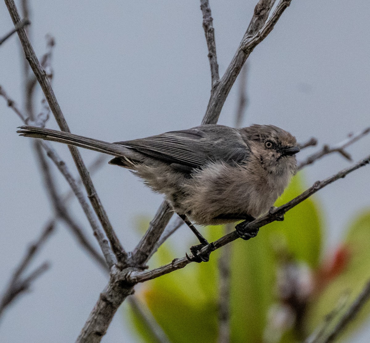 Bushtit - ML642712935