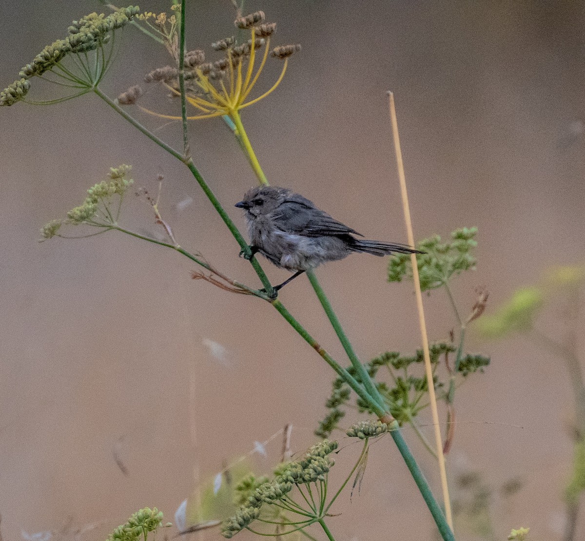 Bushtit - ML642712936