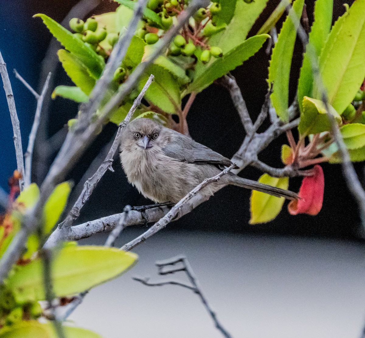 Bushtit - ML642712937