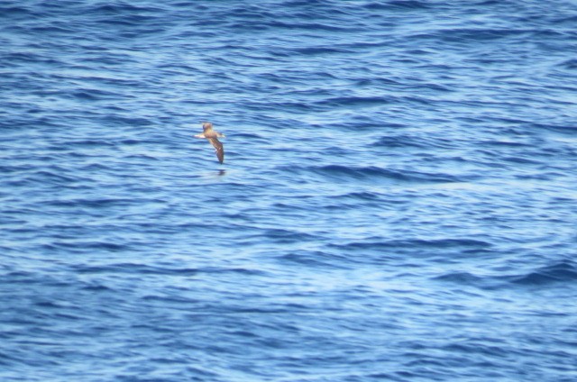 Scopoli's Shearwater - ML642712944