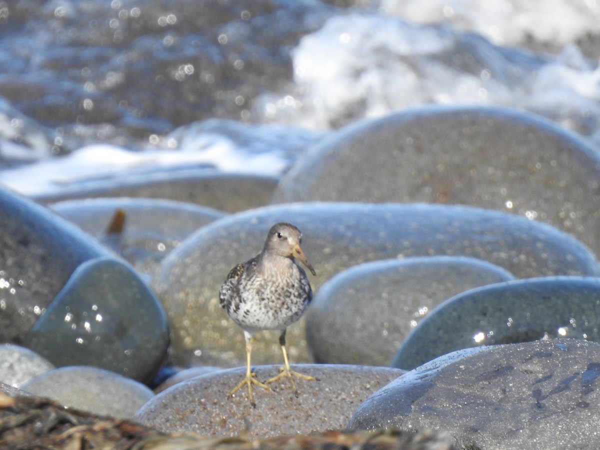 Rock Sandpiper - ML642712948