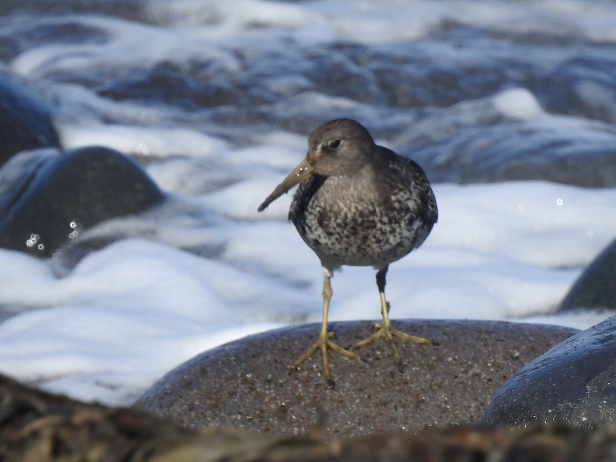Rock Sandpiper - ML642712949
