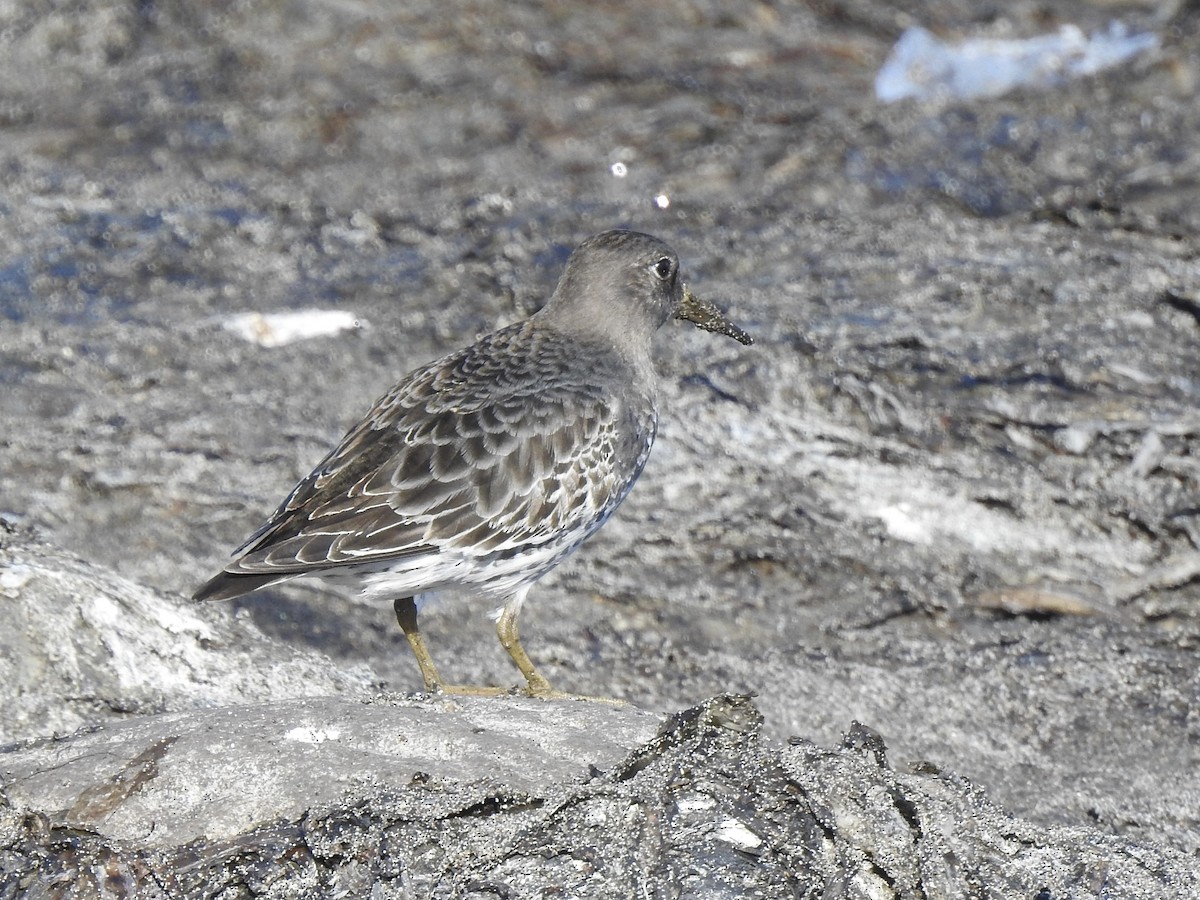 Rock Sandpiper - ML642712950