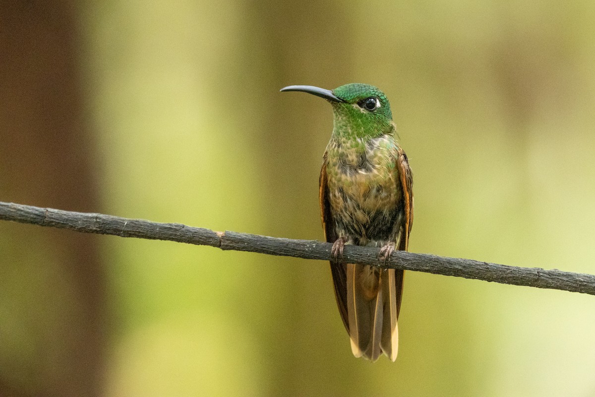 Fawn-breasted Brilliant - ML642712952
