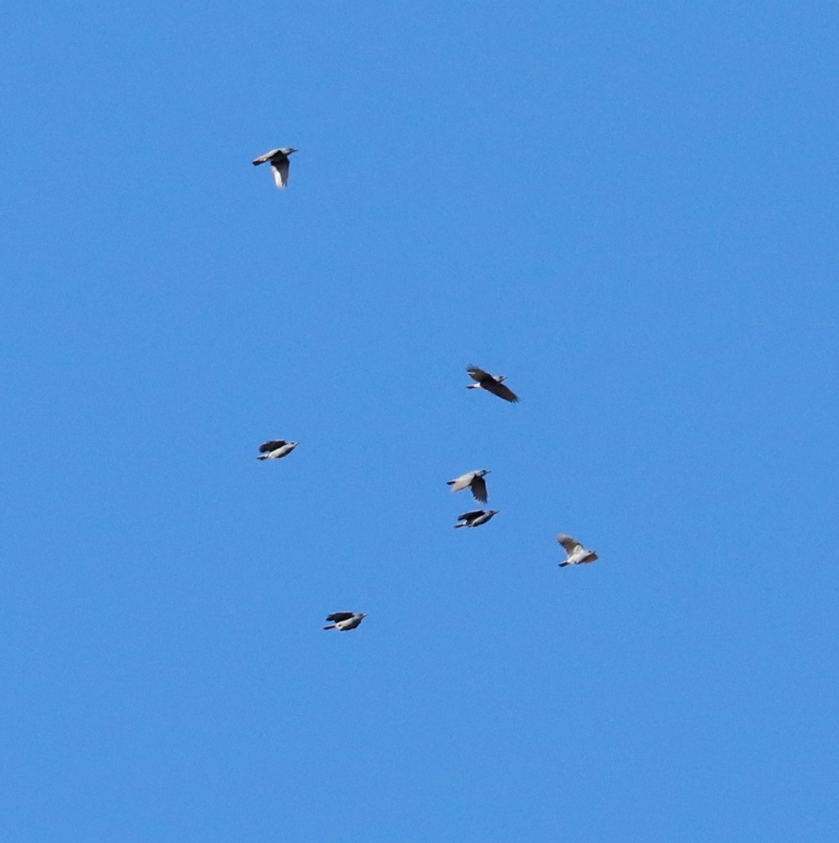 Pinyon Jay - ML642712955