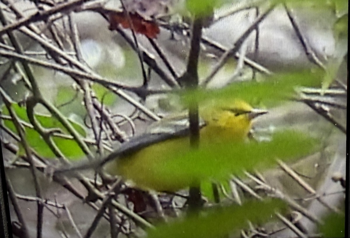 Blue-winged Warbler - ML642712958