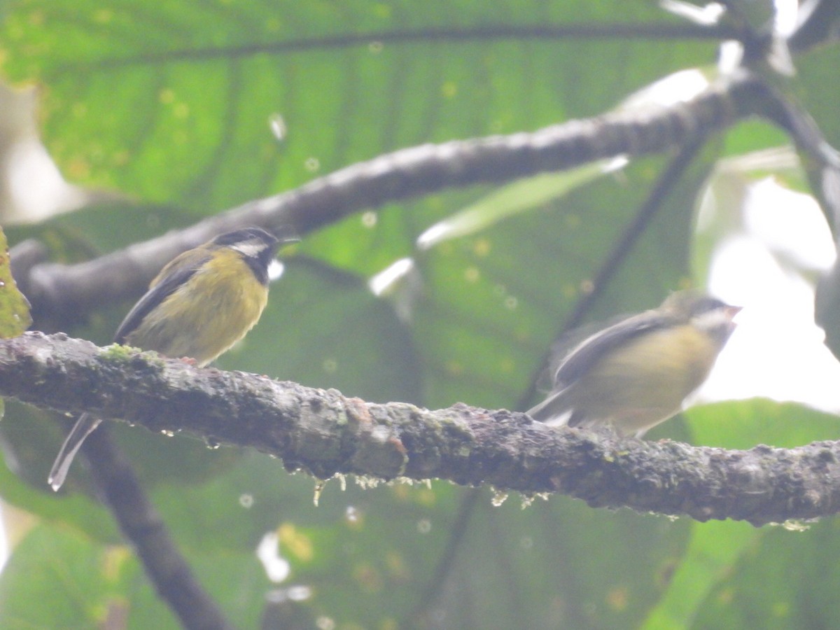 Black-throated Apalis - ML642712960