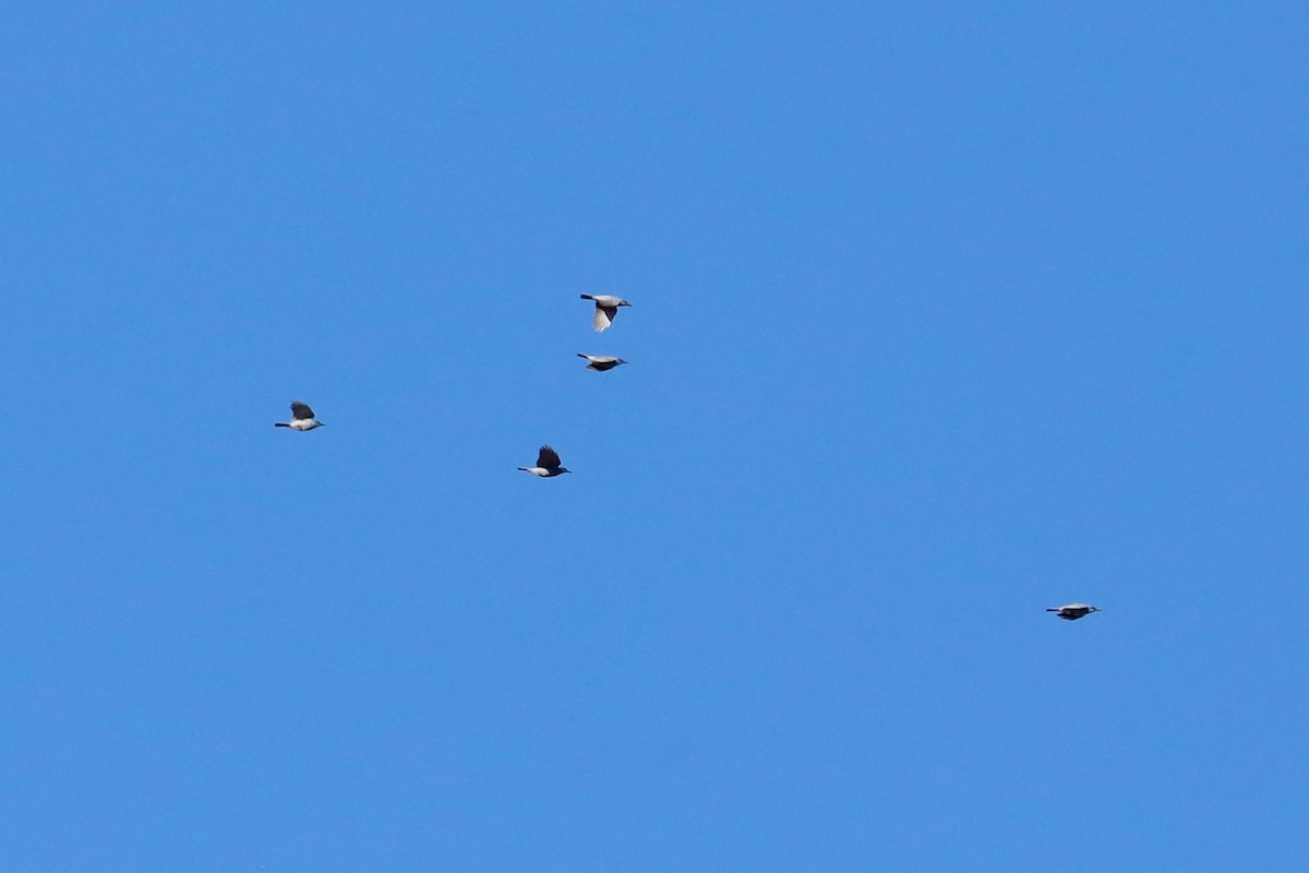 Pinyon Jay - ML642712961