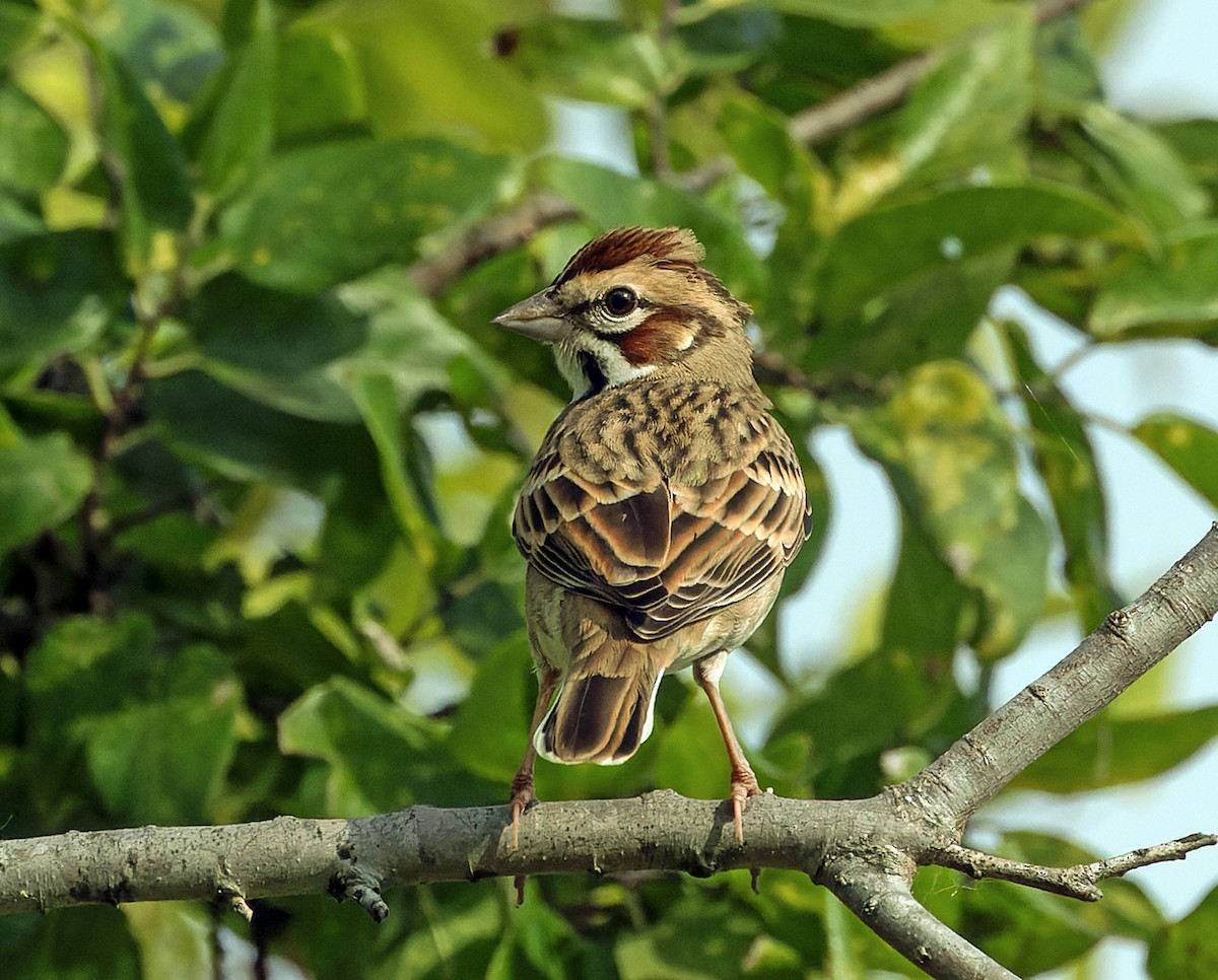 Lark Sparrow - ML642712969