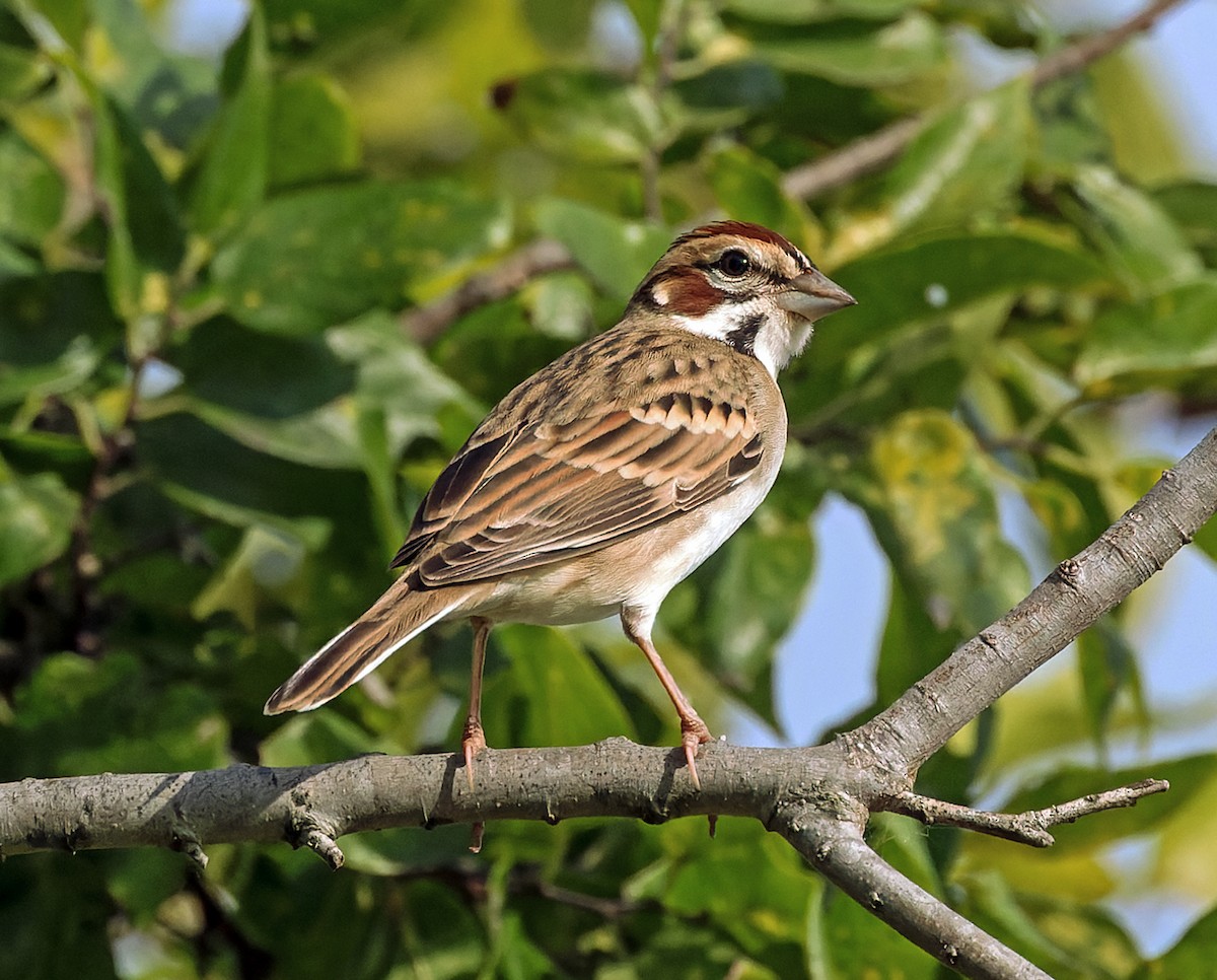 Lark Sparrow - ML642712970