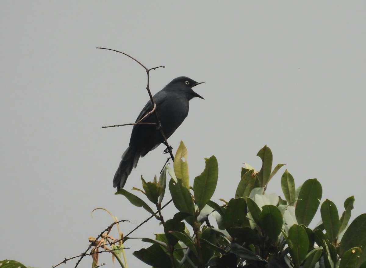 Yellow-eyed Black-Flycatcher - ML642712992