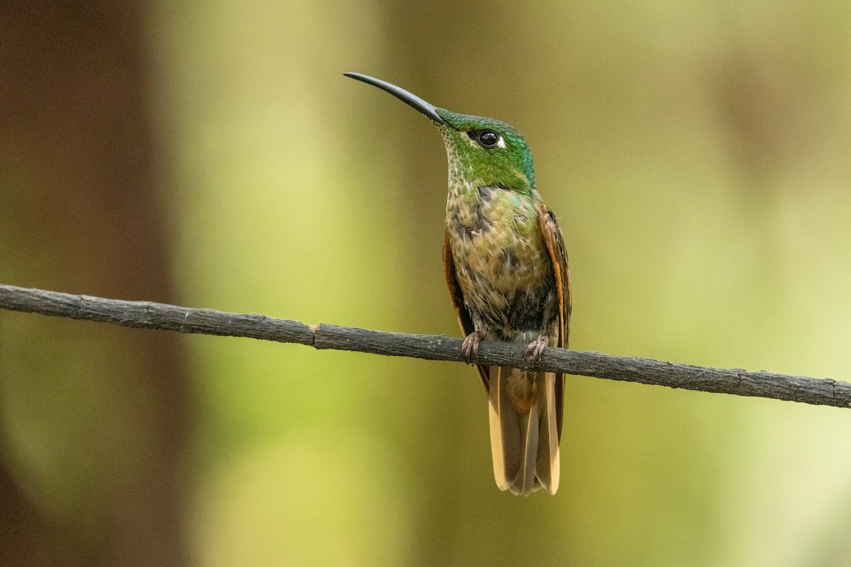 Fawn-breasted Brilliant - ML642713018