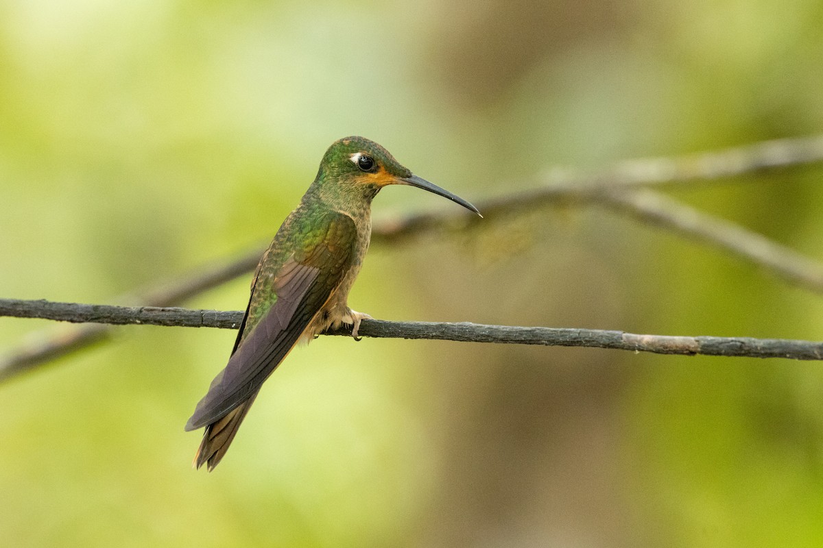 Fawn-breasted Brilliant - ML642713019