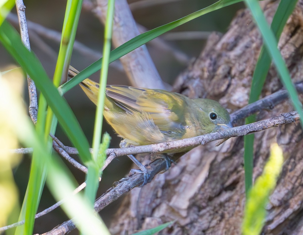 Painted Bunting - ML642713028