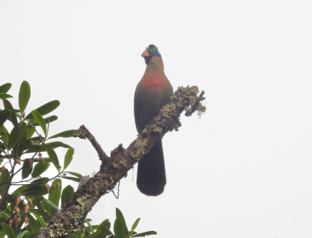 Rwenzori Turaco - ML642713059