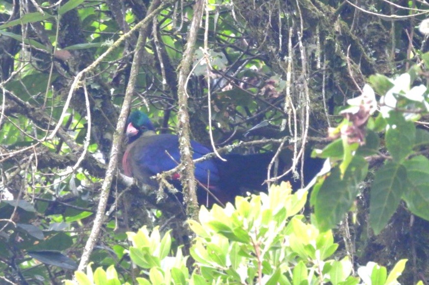 Rwenzori Turaco - ML642713060