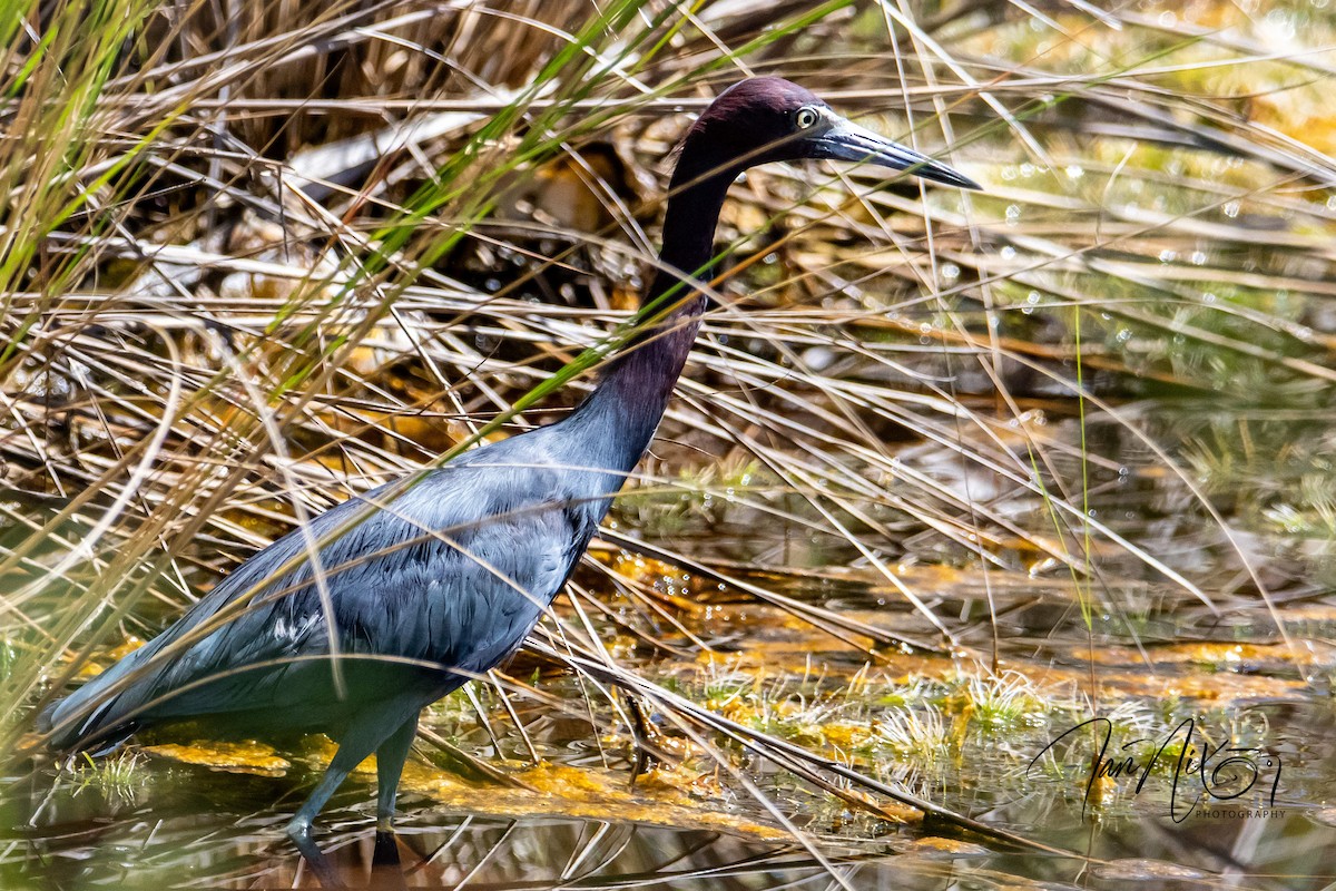 Little Blue Heron - ML642713071