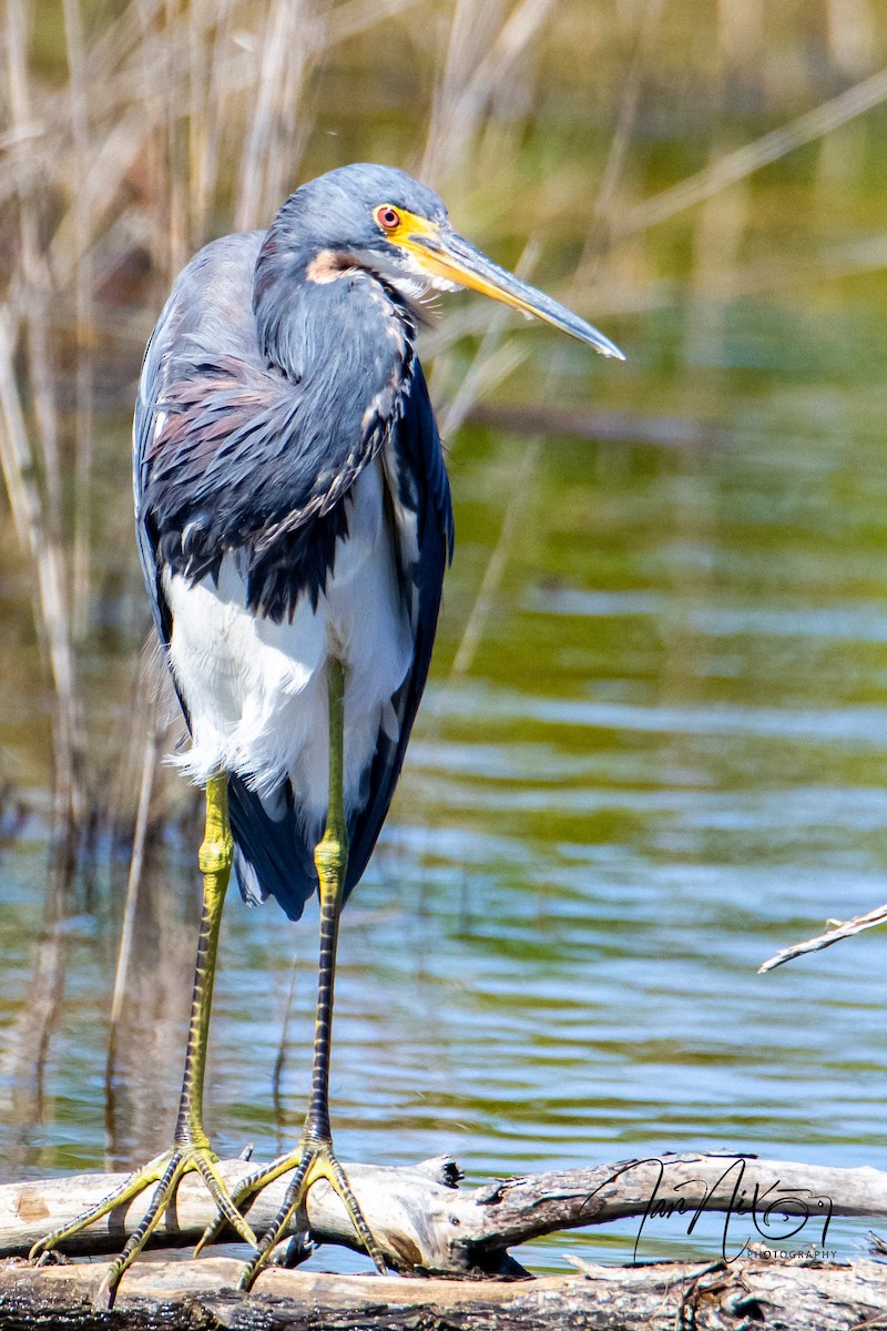 Tricolored Heron - ML642713097