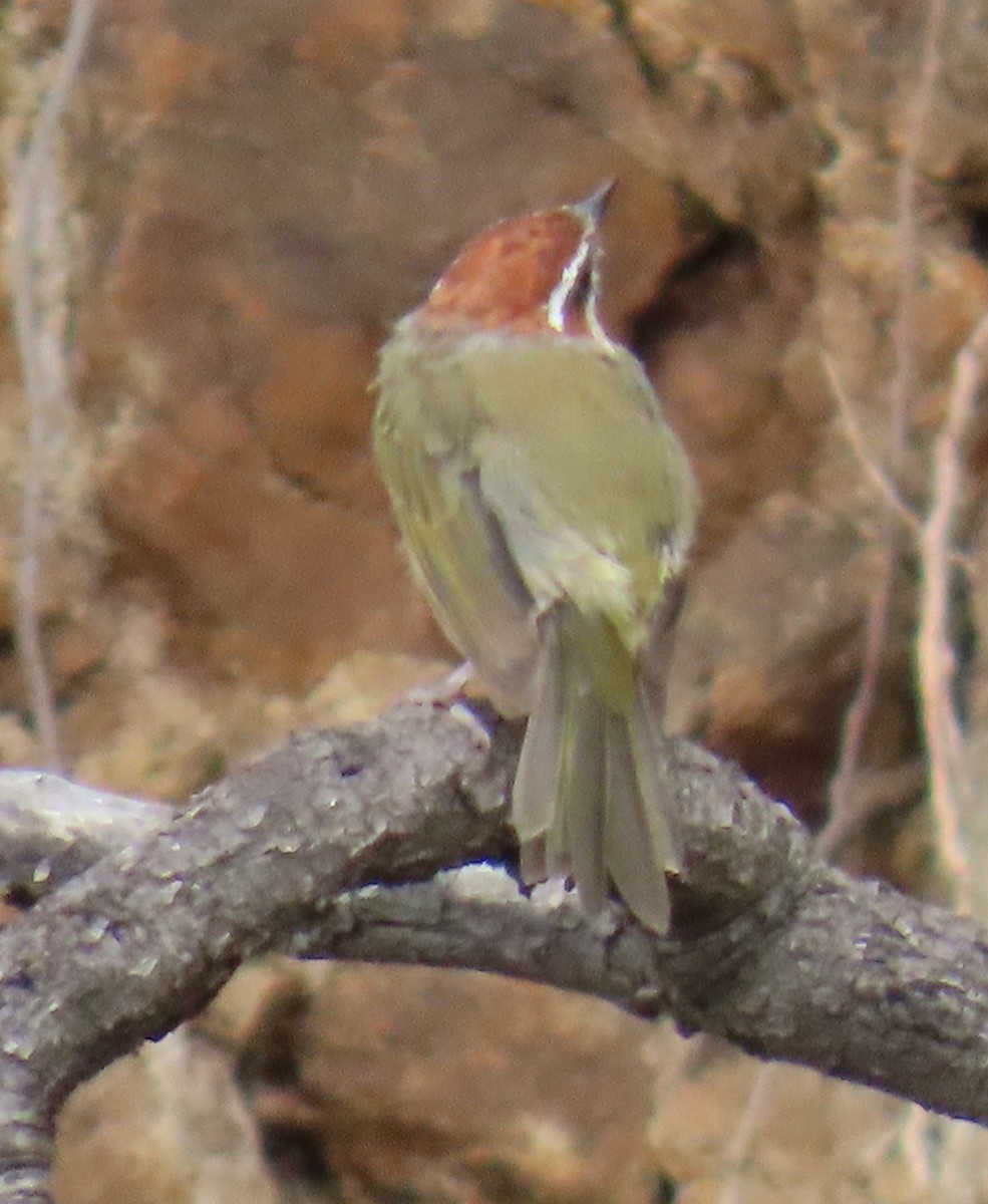 Rufous-capped Warbler - ML642713115
