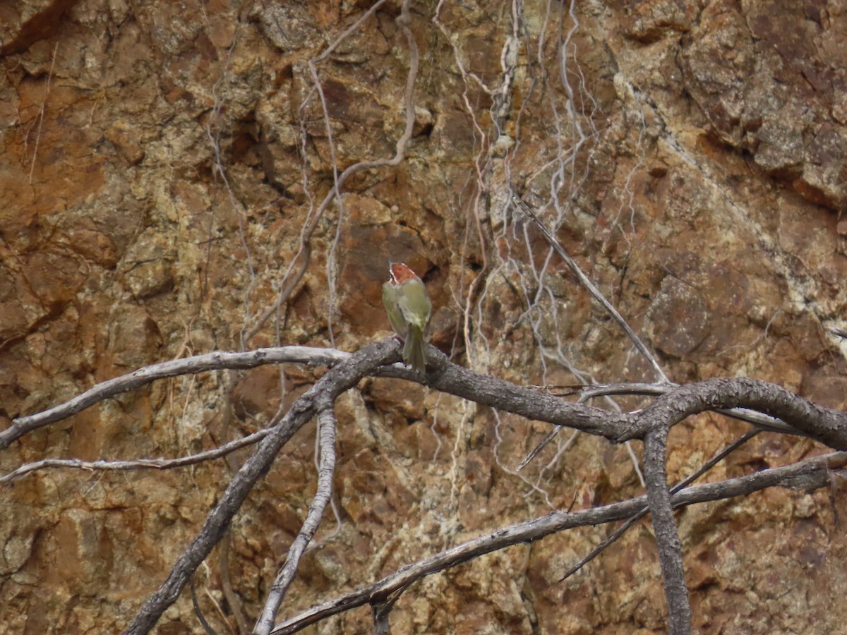 Rufous-capped Warbler - ML642713116