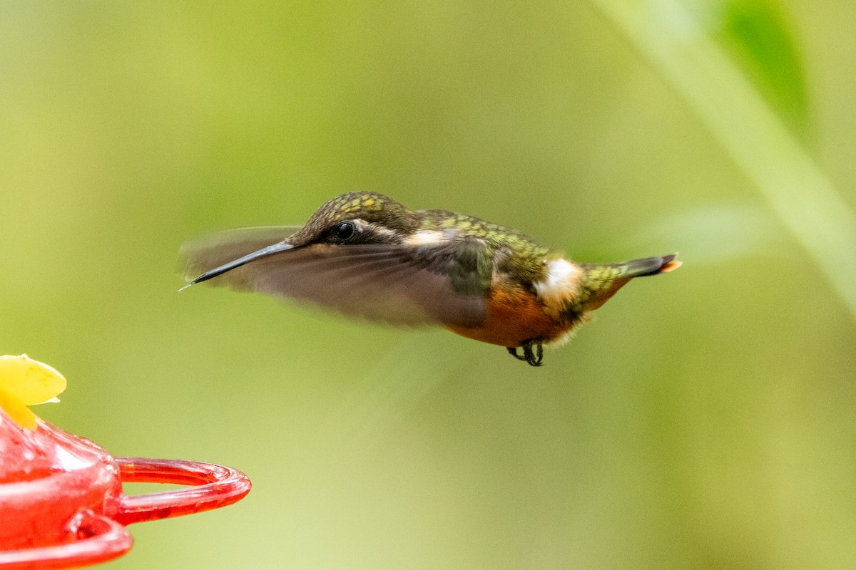Purple-throated Woodstar - ML642713128