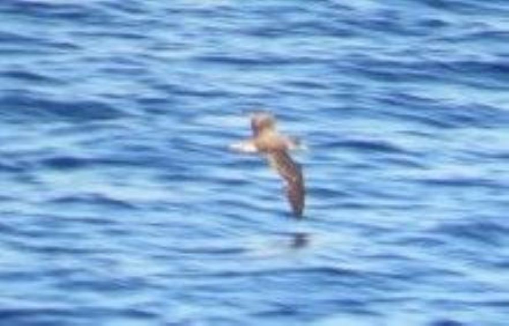 Scopoli's Shearwater - ML642713132