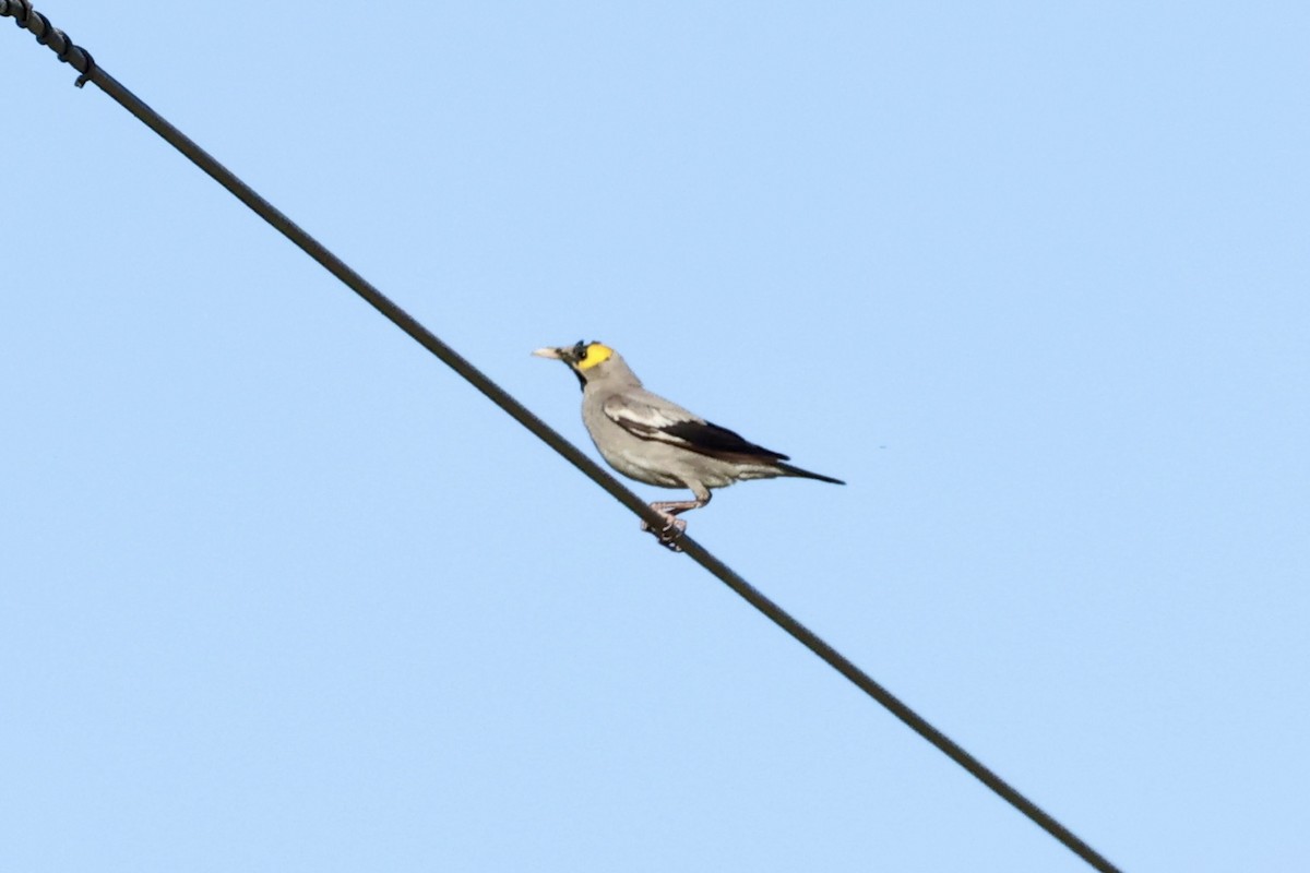 Wattled Starling - ML642713144