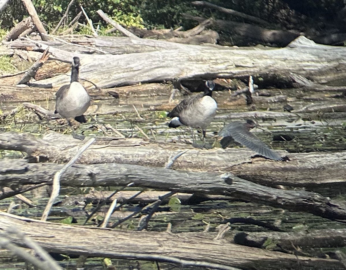 アメリカササゴイ - ML642713157