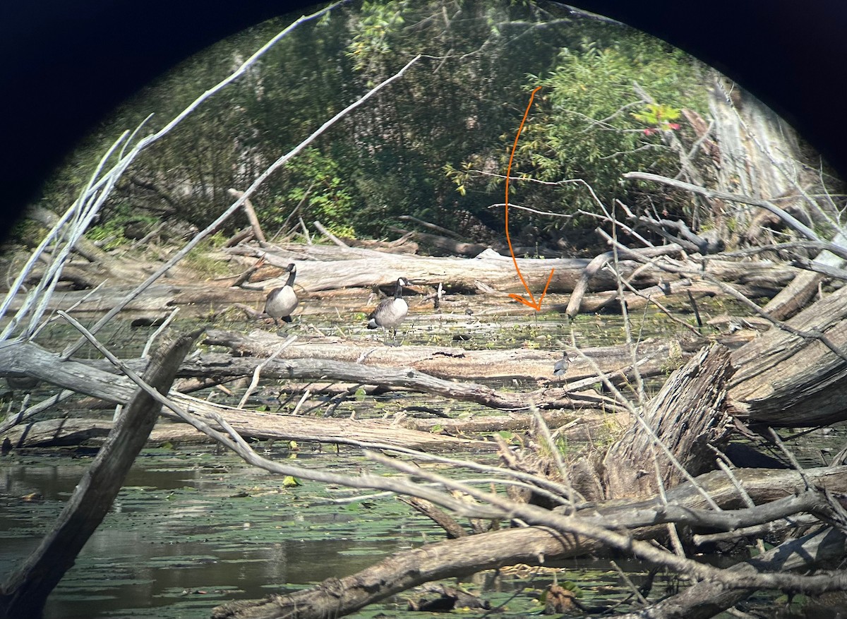 アメリカササゴイ - ML642713158