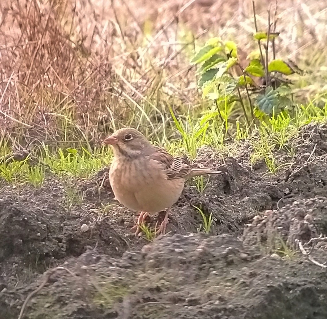 Ortolan - ML642713159