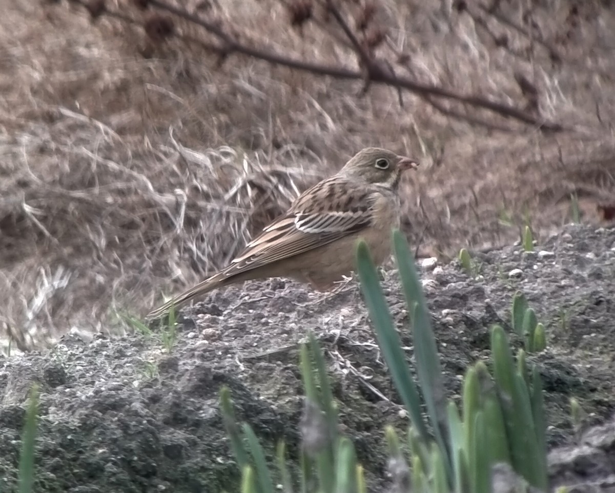 Ortolan - ML642713160