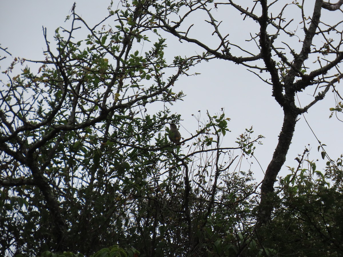 Oaxaca Sparrow - ML642713163