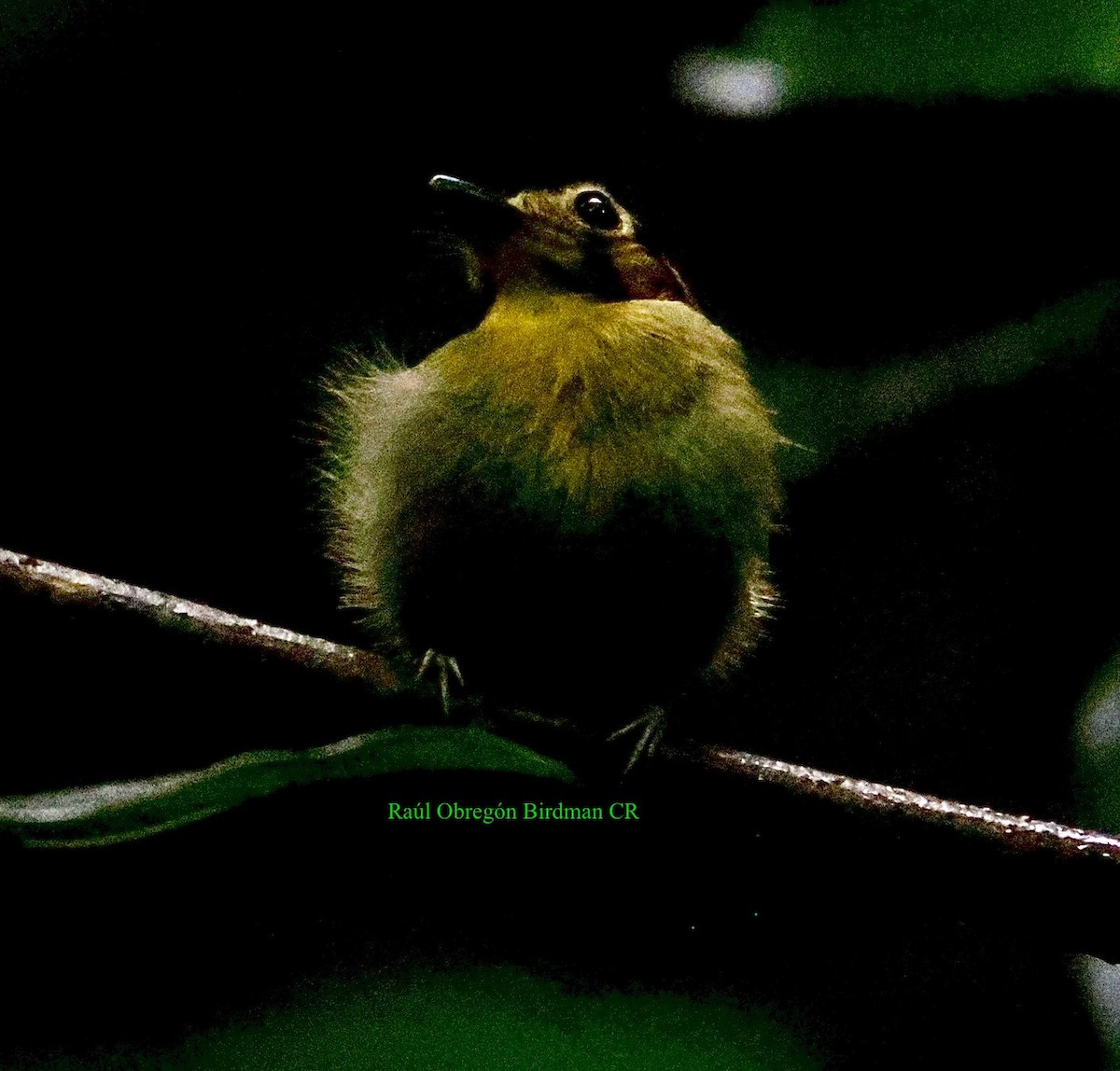 Golden-crowned Spadebill - ML642713204