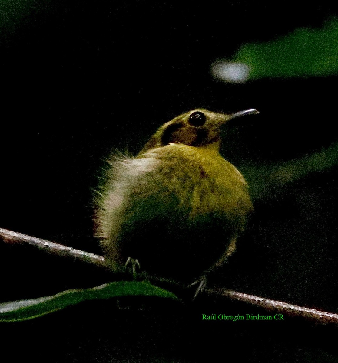 Golden-crowned Spadebill - ML642713205