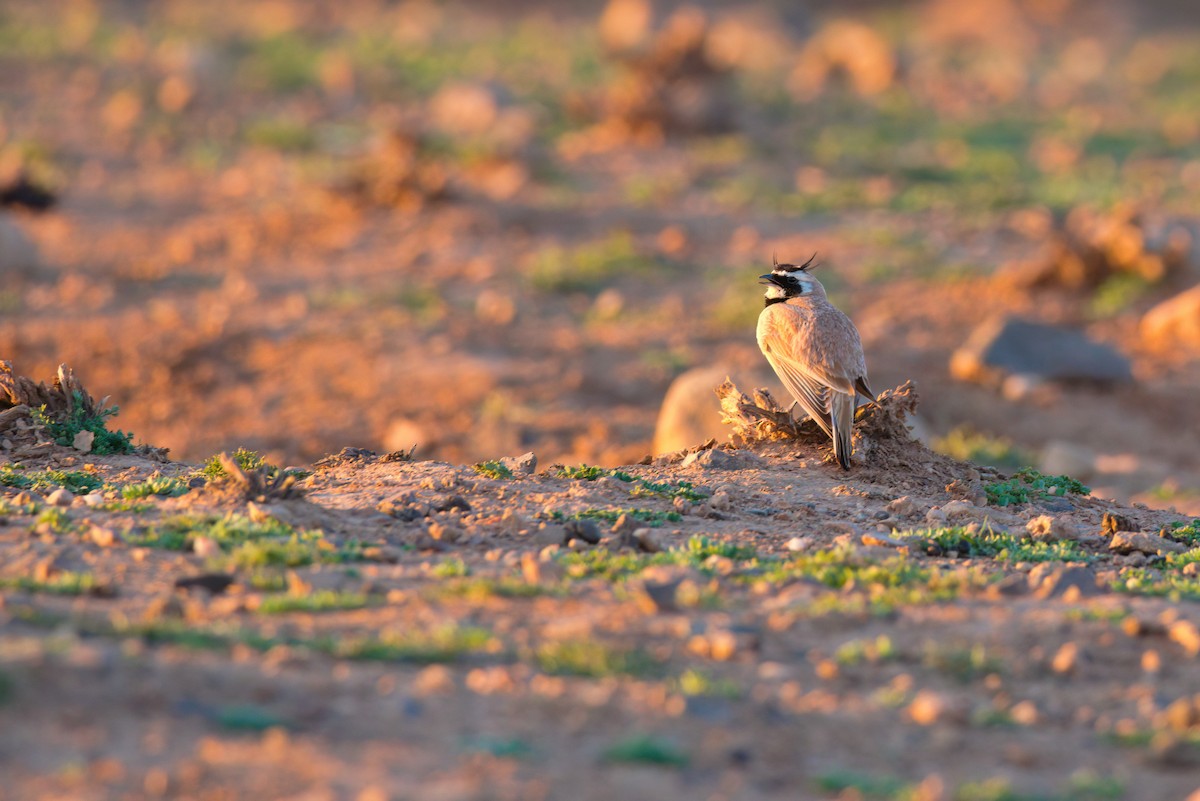 Temminck's Lark - ML642713211