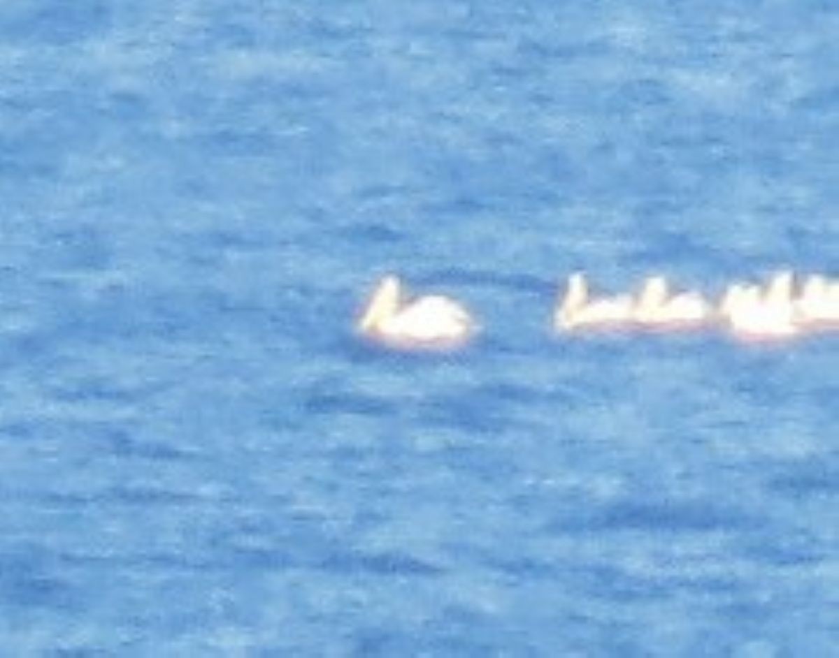 Dalmatian Pelican - ML642713215