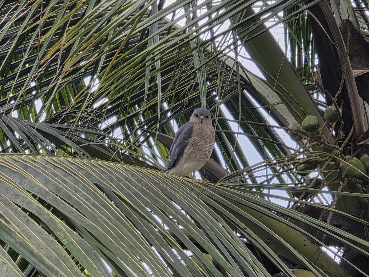 Shikra - ML642713318