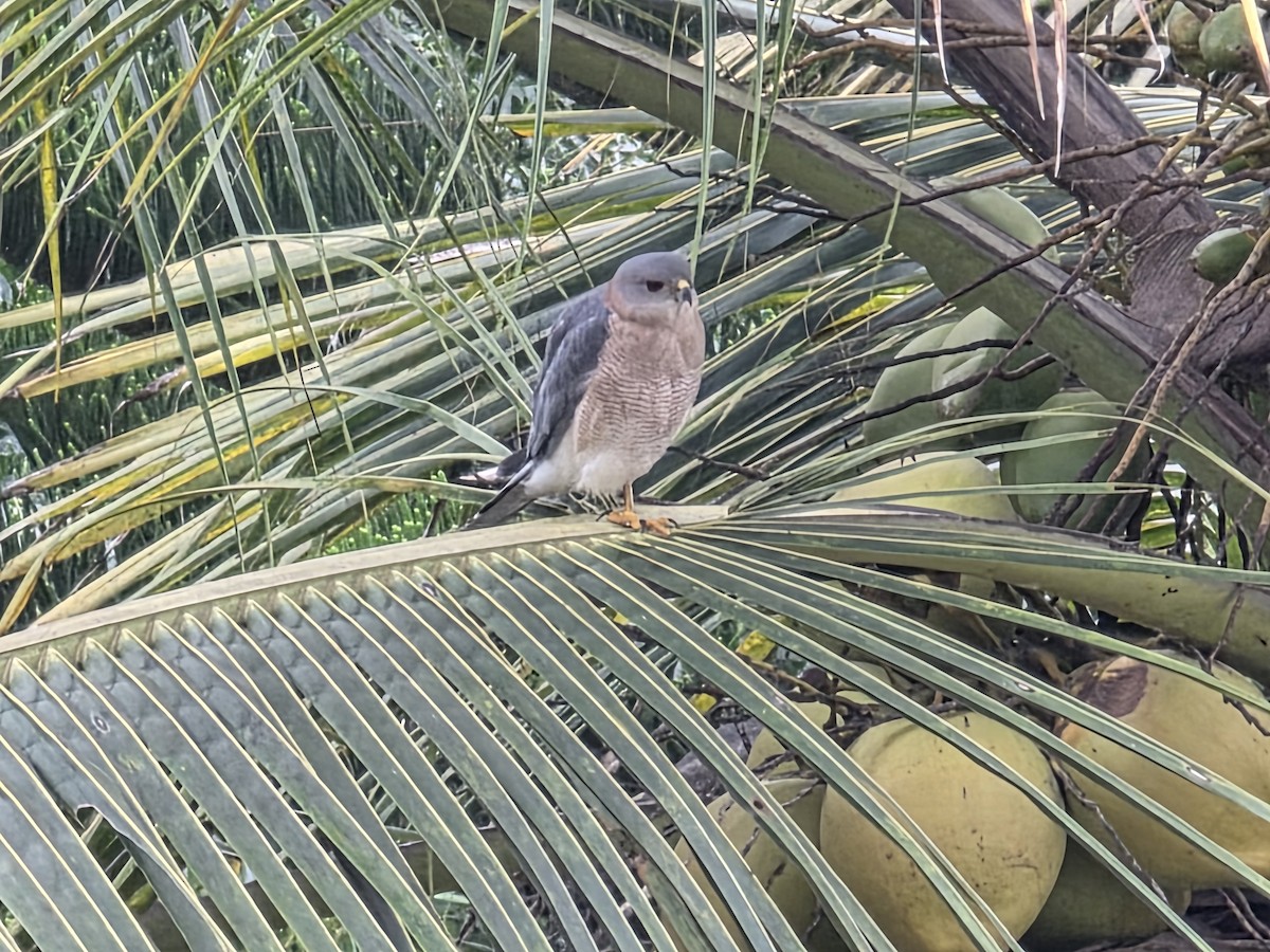 Shikra - ML642713319