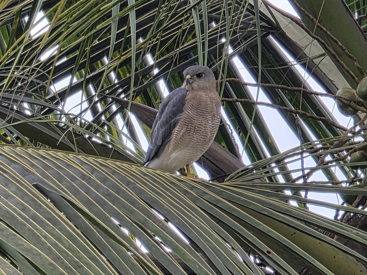 Shikra - ML642713320